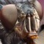 Glaccumfal